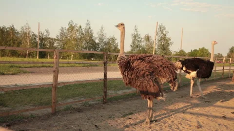 Some ostrich Stock Footage 41087816