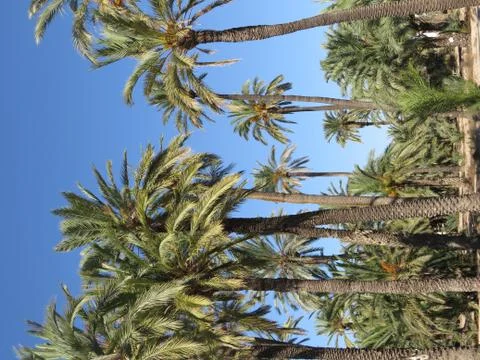Some palm trees Stock Photos