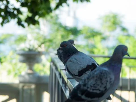 Some pigeon Stock Photos