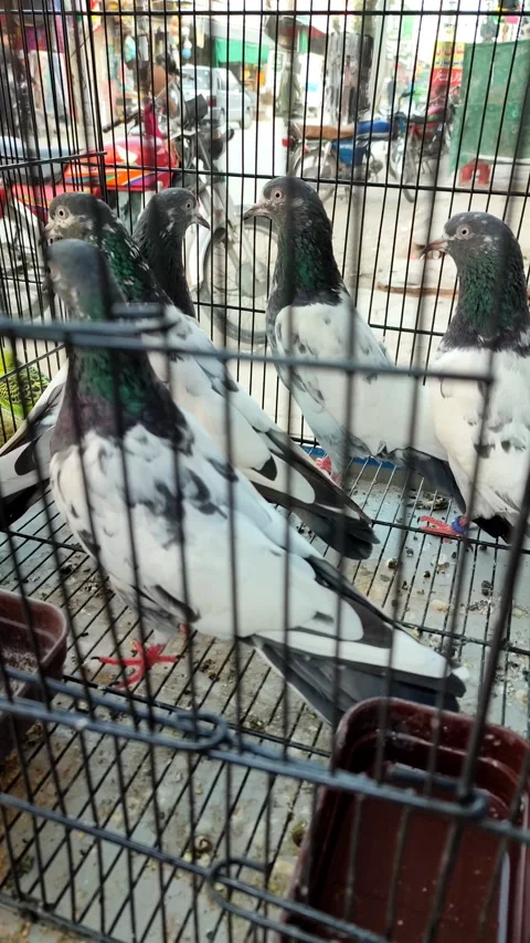 Some Pigeons in cage 動画素材 161880391