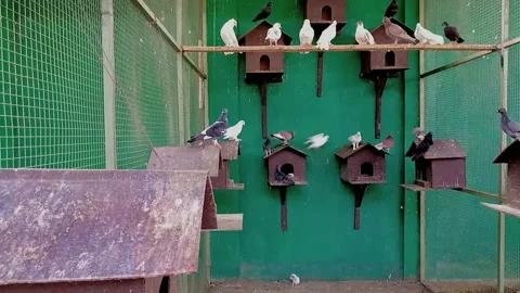 Some pigeons in a cage 動画素材 203929831