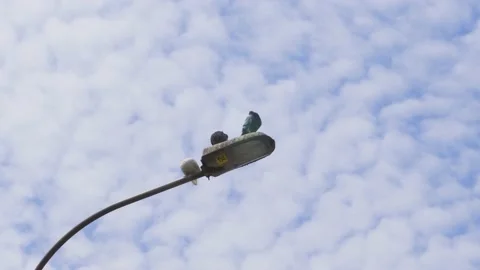 Some pigeons scratching on a street light headlamp with a cloudy sky background Video stock 150288951