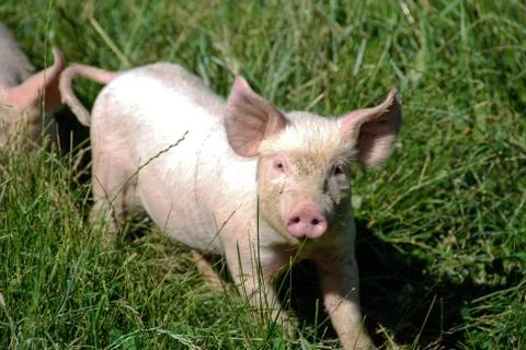 Some piglets run in a meadow Stock Photos