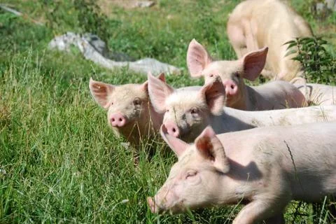 Some piglets run in a meadow Foto stock