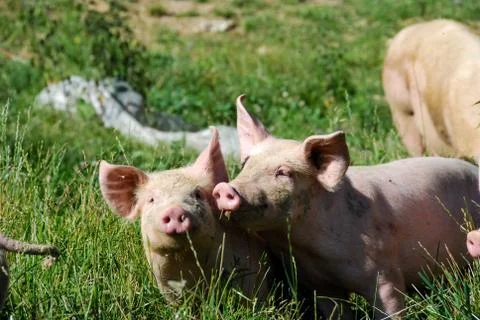 Some piglets run in a meadow Stock Photos