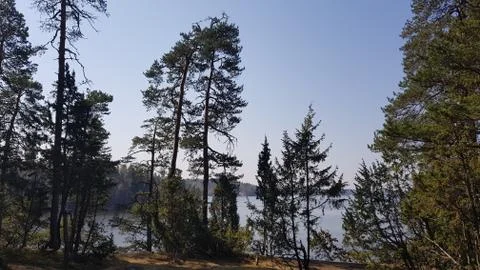 Some pine trees and such with a lake view behind Stock Photos