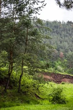 Some pines on the edge of the forest Foto stock