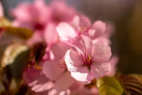 Some pink cherry blossoms with a pink bokeh Stock Photos