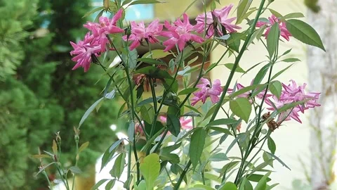 Some pink flowers in the wind Video stock 199640589