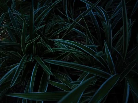 Some Plants Foto stock