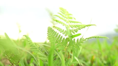 Some plants in the wind and sunshine day Stock Footage 77639514