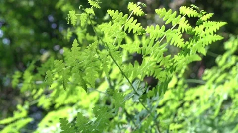 Some plants in the wind and sunshine day Stock Footage 77639520