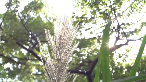 Some plants in the wind and sunshine day Stock Footage 77639669