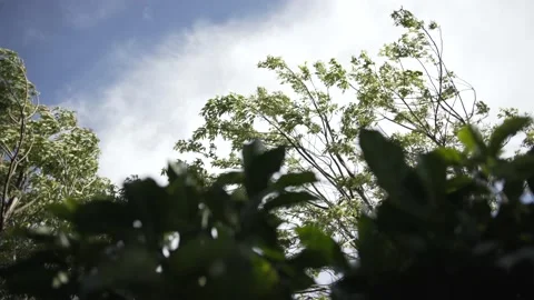 Some plants in the wind Stock Footage 131524825