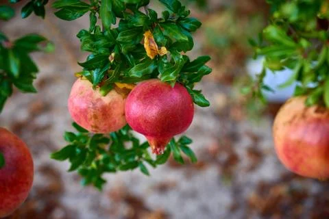 Some pomegranates on the tree Stock Photos