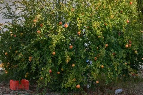 Some pomegranates on the tree Stock Photos