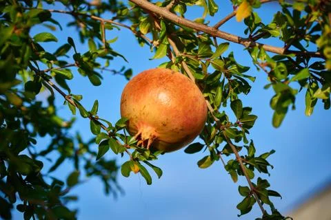 Some pomegranates on the tree Stock Photos