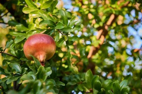 Some pomegranates on the tree Stock Photos