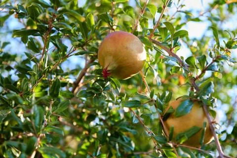 Some pomegranates on the tree Stock Photos