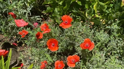 Some poppies Stock Footage 168489005