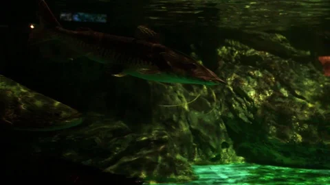 Some pretty scary looking fish swimming around Stock Footage 93542633