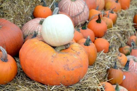 Some pumpkins Stock Photos