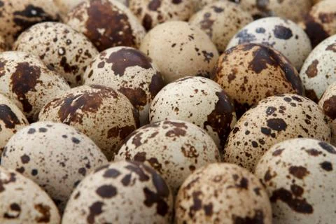 Some quail eggs Stock Photos