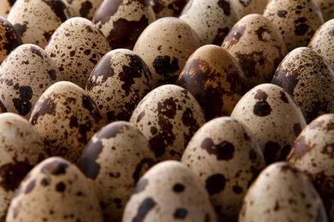 Some quail eggs Stock Photos