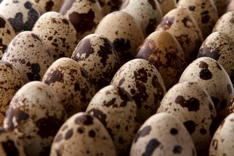 Some quail eggs Stock Photos