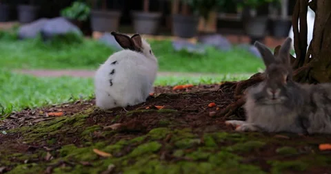 Some rabbits are relaxing under a tree Stock Footage 297733680