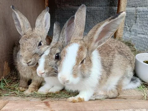 Some rabbits in a cage Stock Photos