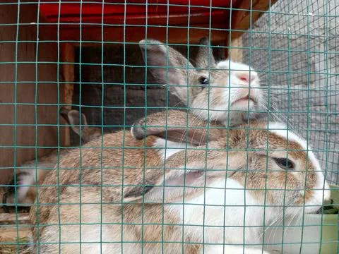 Some rabbits in a cage Stock Photos
