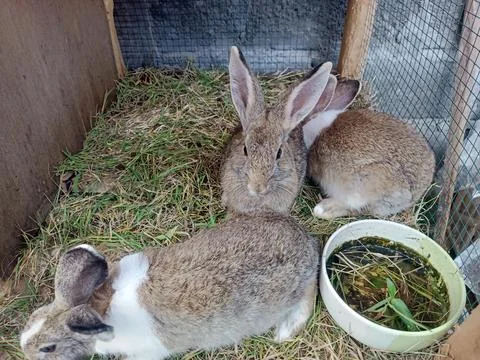 Some rabbits in a cage Foto stock