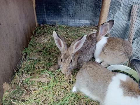 Some rabbits in a cage Stock Photos
