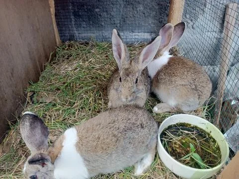 Some rabbits in a cage Stock Photos