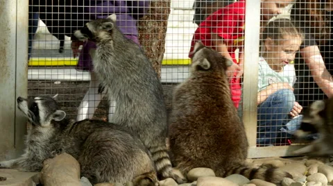 Some raccoons are communicating with people through the fence, begging food. Stock Footage 43673553