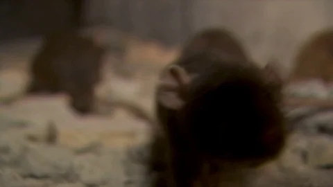 Some Rats Stock Footage 76364277