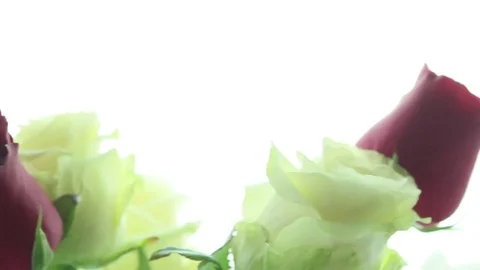 Some red and white roses rotating Stock Footage 80810495