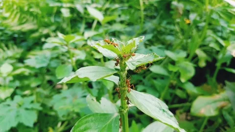 Some red ants are gathering in the fresh green plant Stock Footage 174709698
