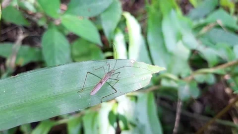 Some red ants are gathering in the fresh green plant Stock Footage 174712062