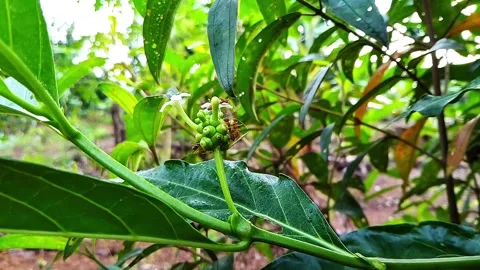 Some red ants are sucking flowers on a tree Stock Footage 311207292