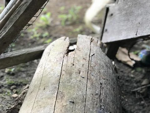Some red ants running around and defend their area on a brown wood piece in home Stock Photos
