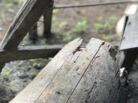 Some red ants running around and defend their area on a brown wood piece in home Stock Photos