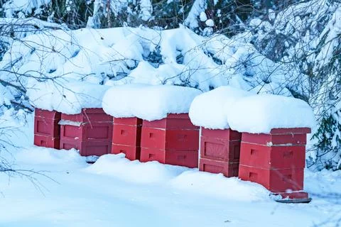 Some red apiary or bee hive is covered and snow as it sits outside during t.. Stock Photos