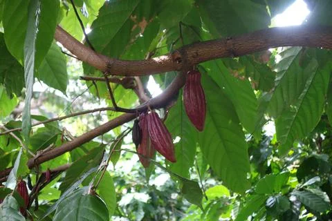 Some red cocoa beans on the tree Stock Photos