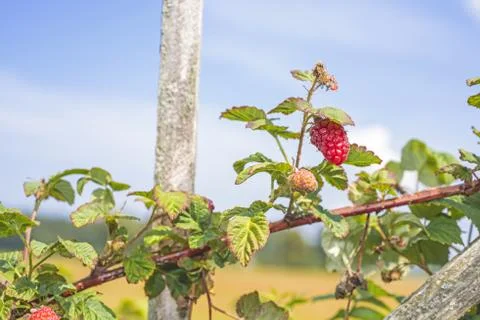 Some red dry raspberry on green bush Stock Photos