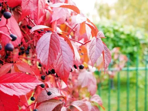Some red leaves Foto stock