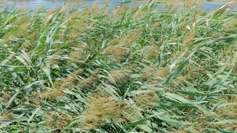Some reed blowing in the wind Stock Footage 138078441