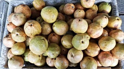 Some ripe guavas Stock Photos