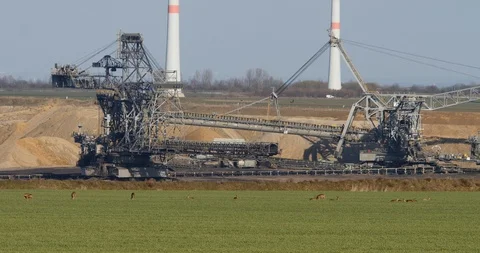 Some Roe deer (capreolus capreolus) in front of brown coal excavator - wildlife Stock Footage 86645704